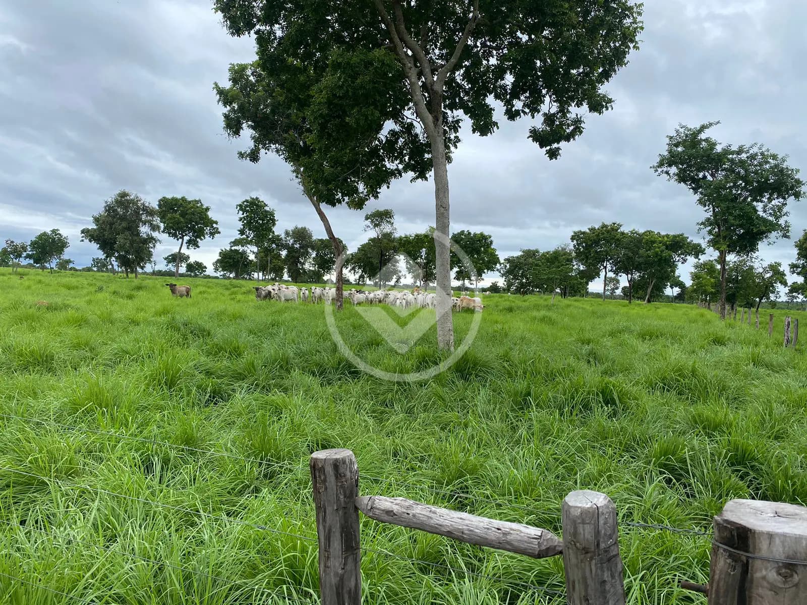 Fazenda ZONA RURAL, Cáceres - MT — foto 2