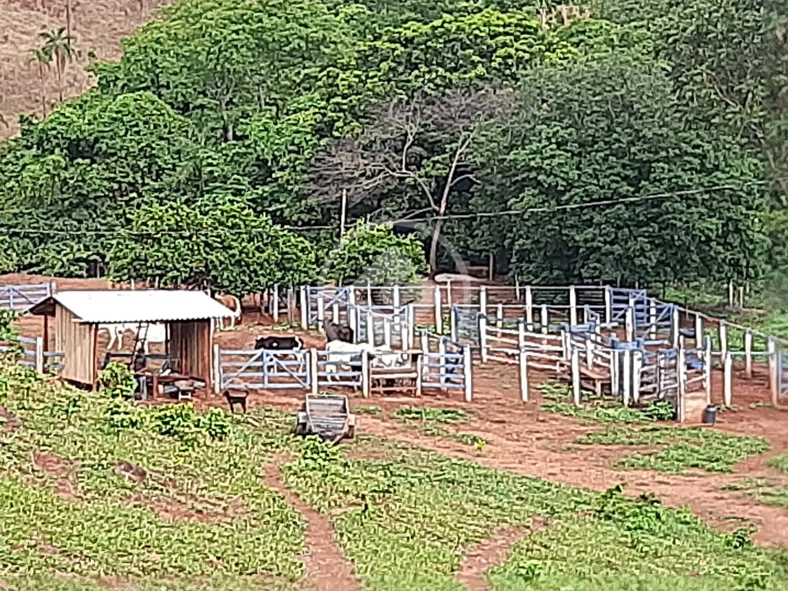 Fazenda no Setor Central, Faina — foto 5 de 6