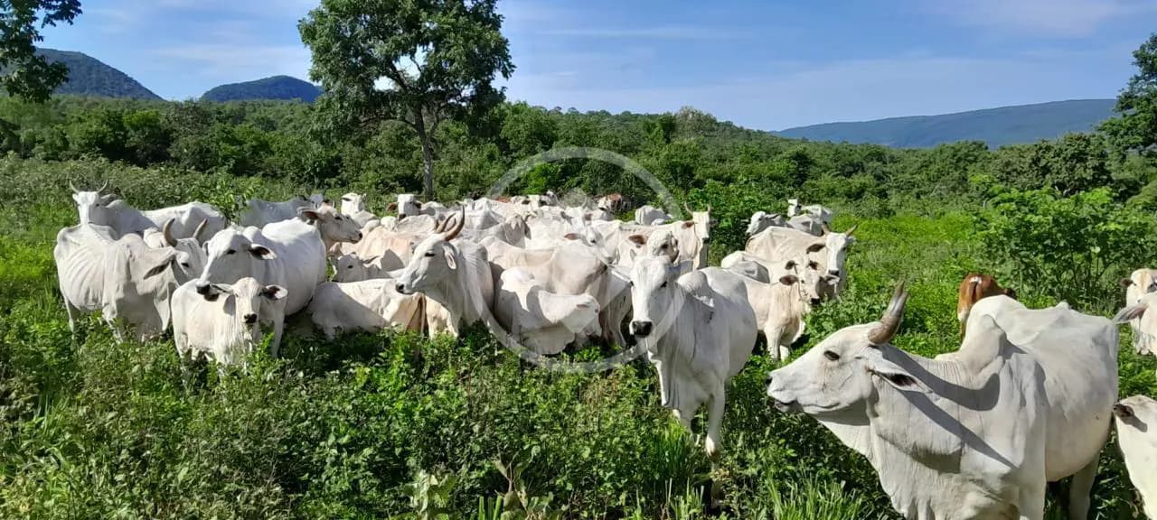 Fazenda Olhos D Agua, Cáceres - MT — foto 1