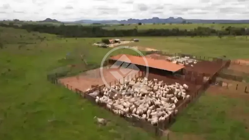 Fazenda JARDIM GOIAS, Caiapônia - GO — foto 2