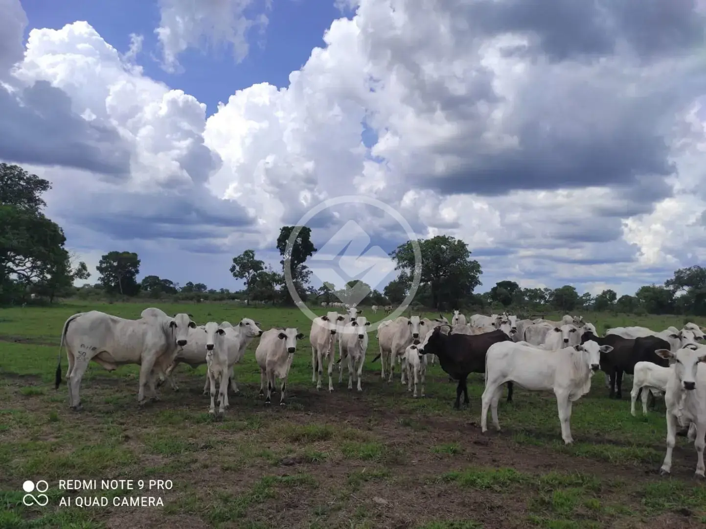 Fazenda à venda em Luciára/MT