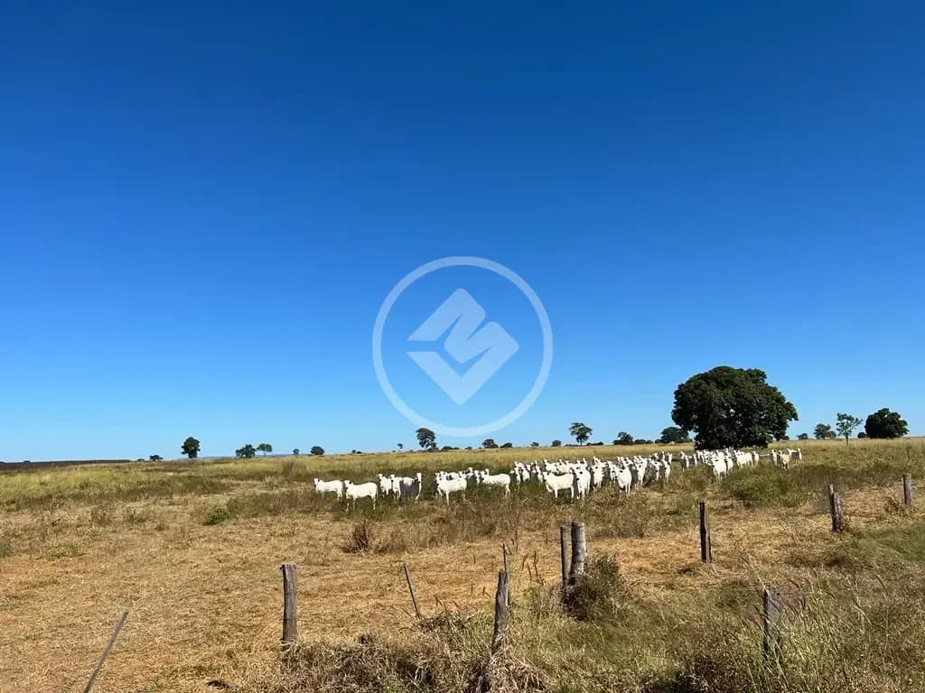 Fazenda , Araguaiana - MT — foto 2