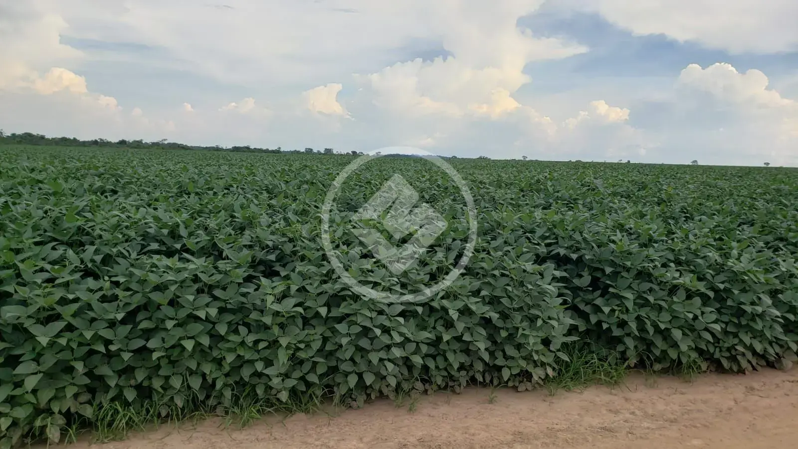 Fazenda , Confresa - MT — foto 2