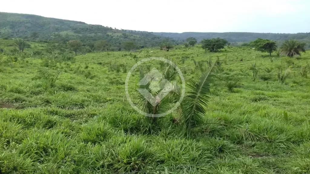 Fazenda Centro, Campinápolis - MT — foto 1