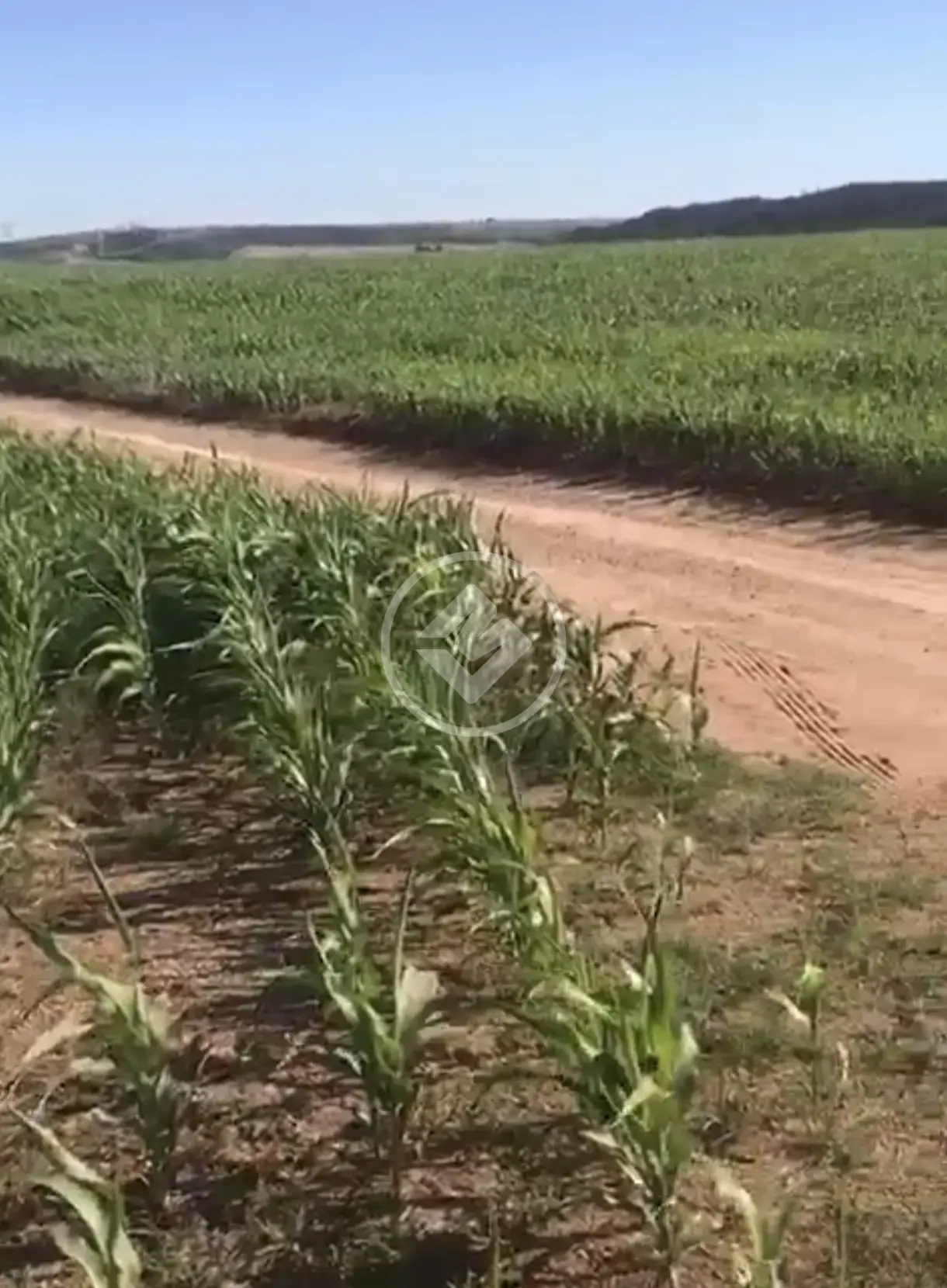 Fazenda Silvania-GO, Silvânia - GO — foto 1