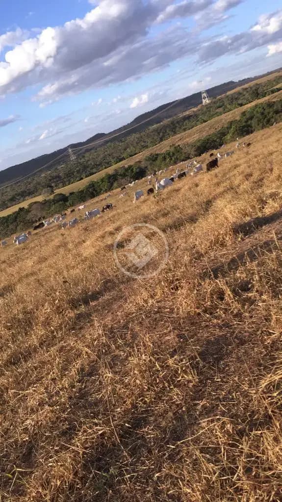 Fazenda no Silvania-GO, Silvânia — foto 3 de 6