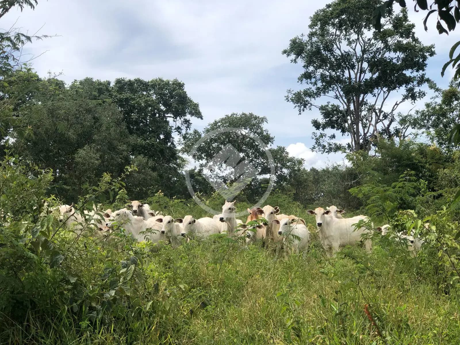 Fazenda Área Rural de Caldas Novas, Caldas Novas - GO — foto 1