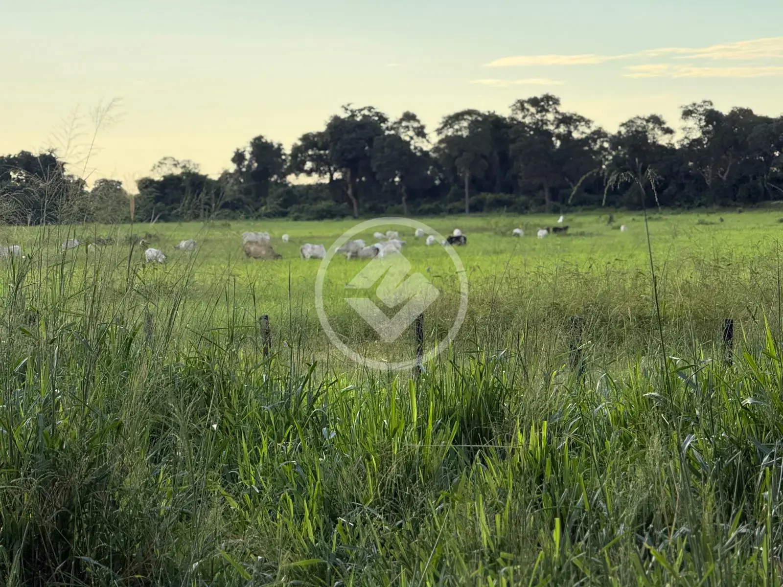 Fazenda Área Rural Poconé, Poconé - MT — foto 1