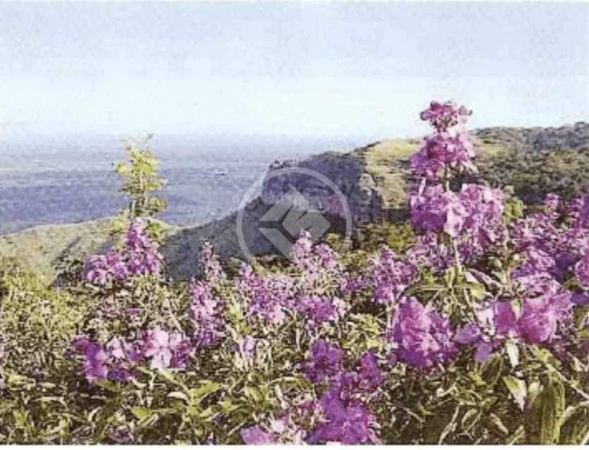 Terreno R. do Aricás, Chapada dos Guimarães - MT — foto 2
