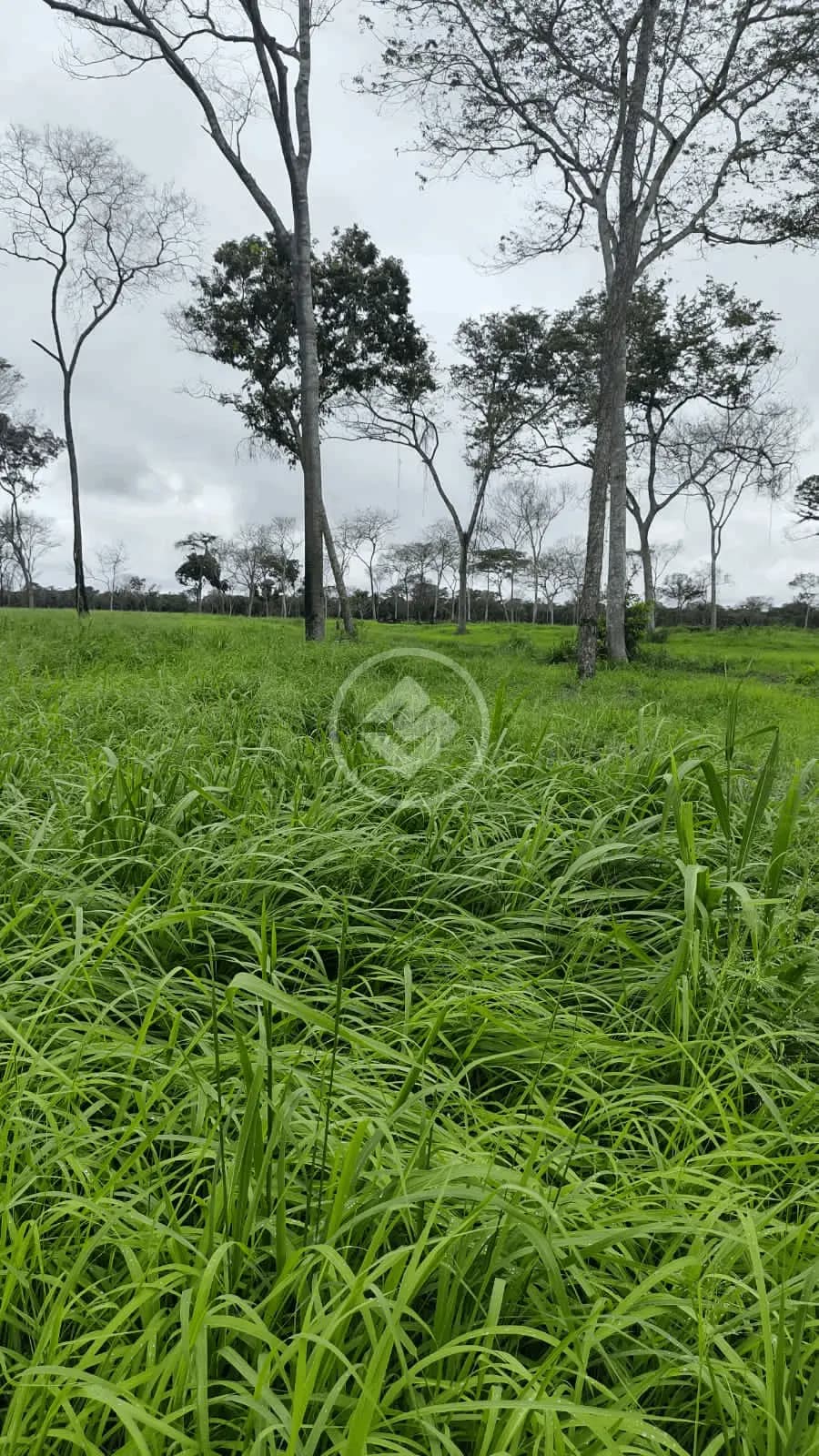 Fazenda a venda próximo ao município de Cáceres - Mato Grosso
