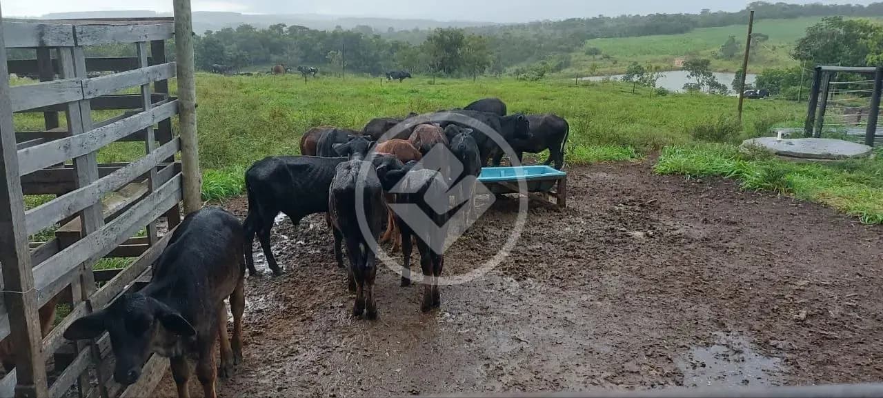 Fazenda 3 quartos no Centro, Silvânia — foto 4 de 5