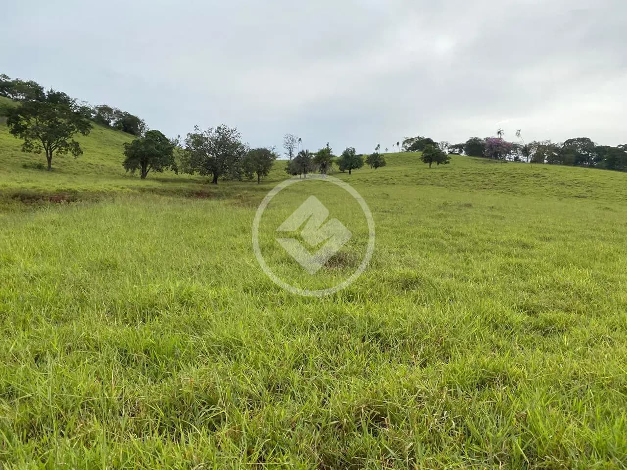 Fazenda no Centro, Goianésia — foto 4 de 5