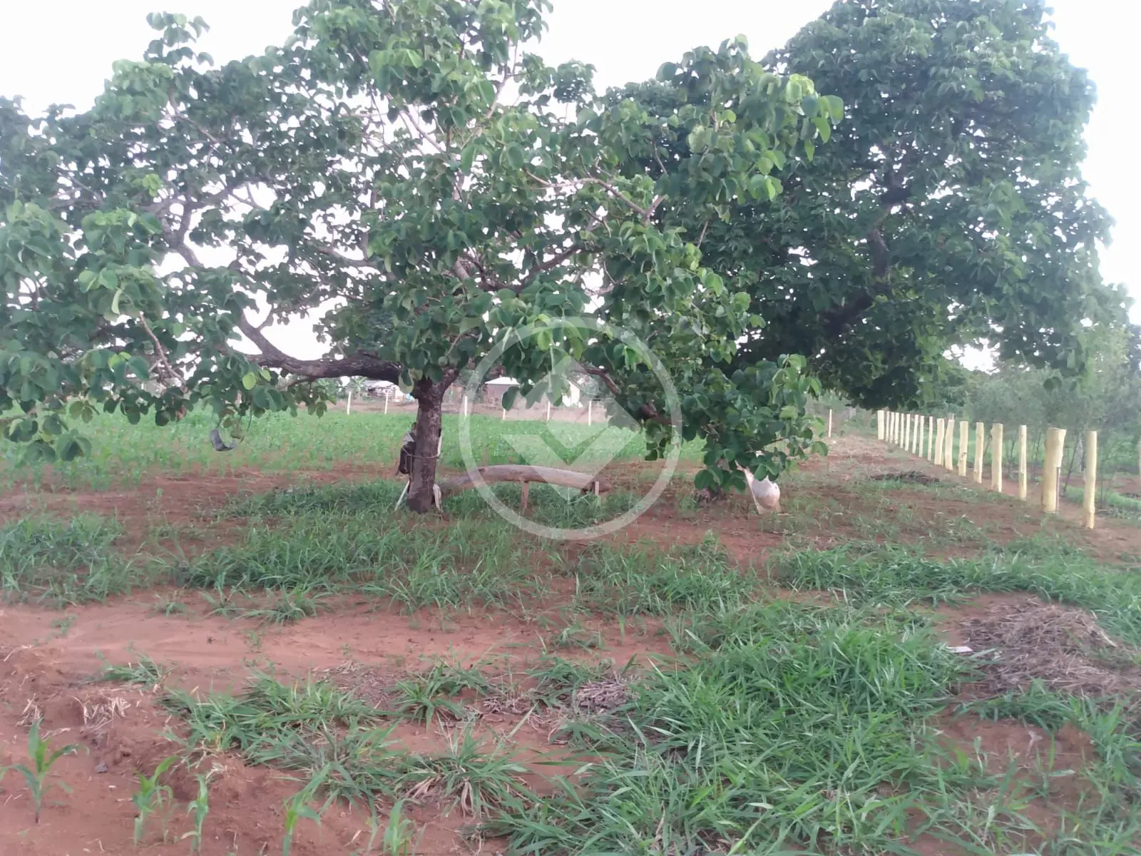 Chácara Zona Rural, Hidrolândia - GO — foto 2