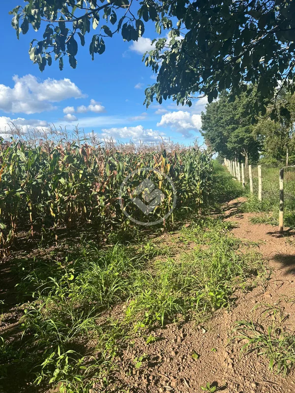 Chácara santa maria, Hidrolândia - GO — foto 1