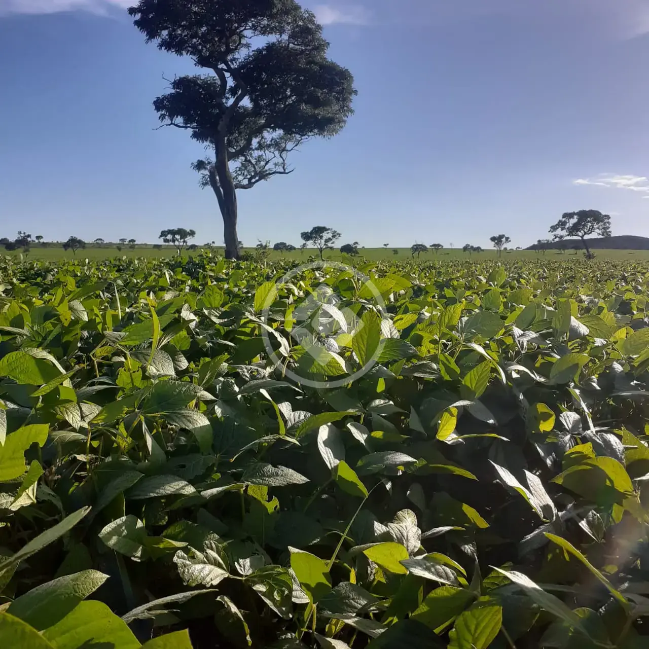 Fazenda Mambaí, Mambaí - GO — foto 2