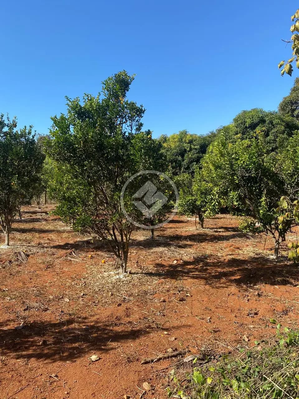 Fazenda no Quinta do Sumidouro, Pedro Leopoldo — foto 5 de 6