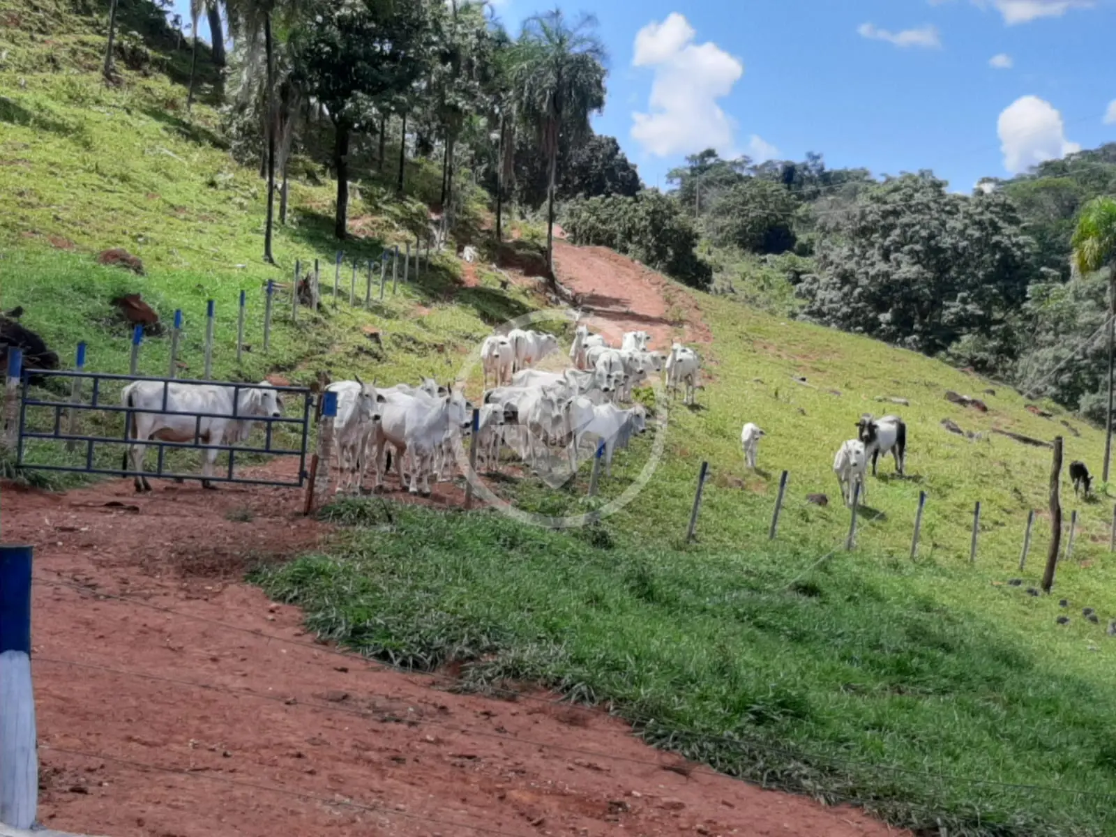 Fazenda no Setor Central, Faina — foto 4 de 6