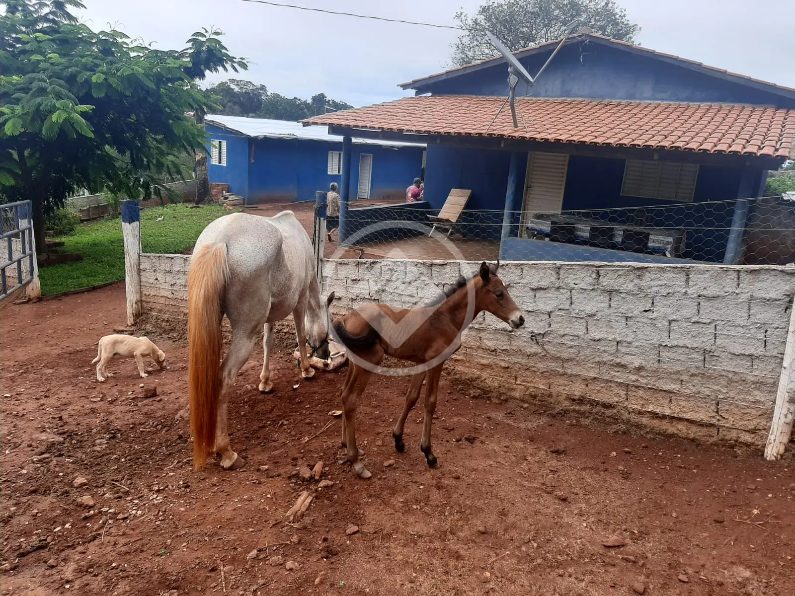 Fazenda no Setor Central, Faina — foto 6 de 6