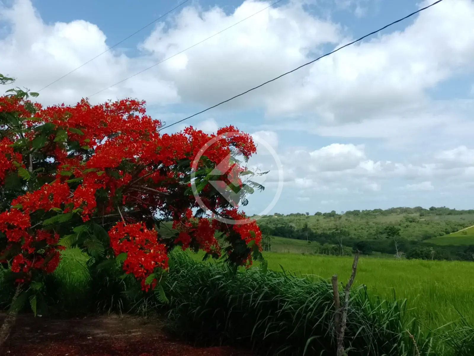 Fazenda Coração de Maria, Coração de Maria - BA — foto 2