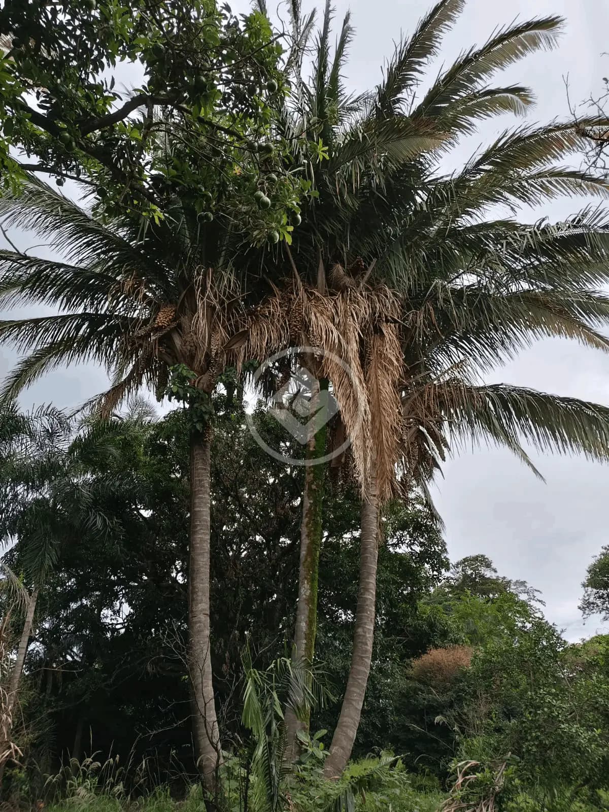 Sítio Zona Rural, Monte Alegre de Minas - MG — foto 2