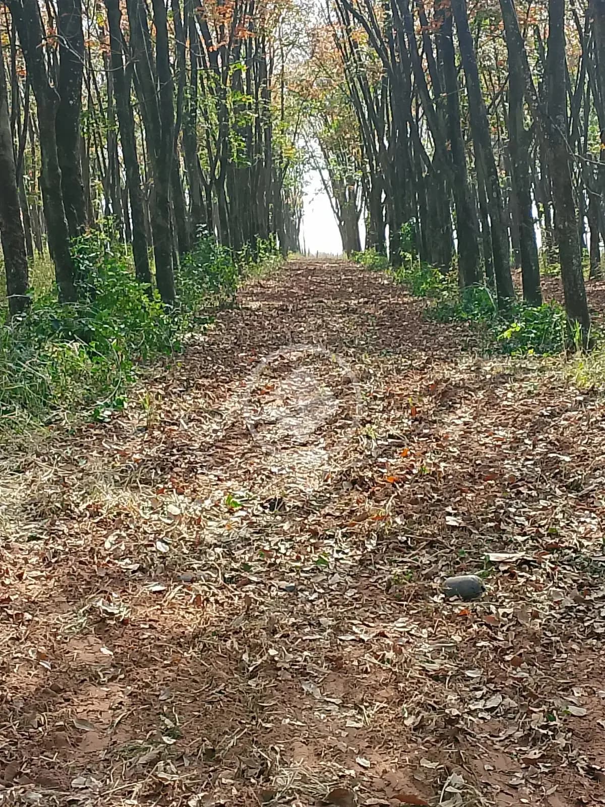 Sítio fazenda santa bárbara, Poloni - SP — foto 1