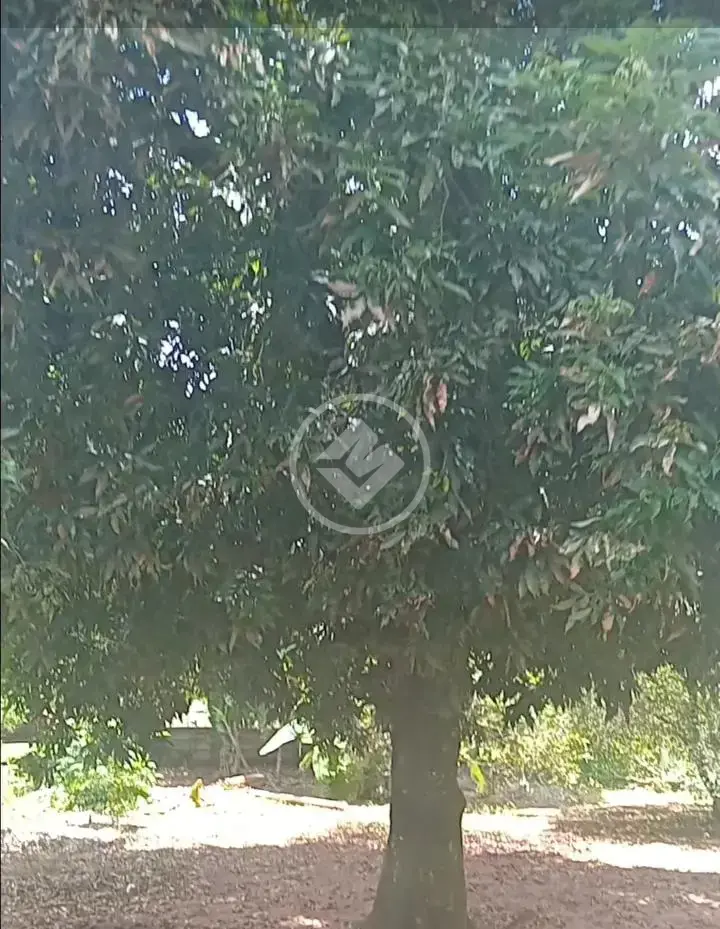 Chácara Zona Rural, Onda Verde - SP — foto 2