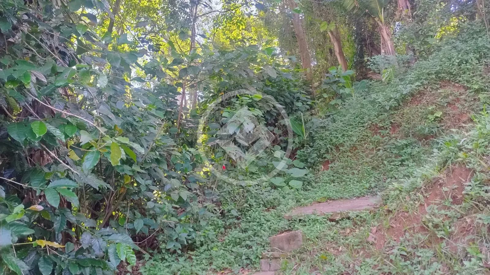 Terreno no Granja Guarani, Teresópolis — foto 5 de 6